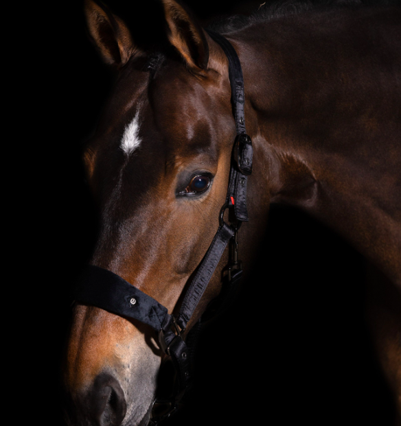 Imperial Riding - Halster Shade Black