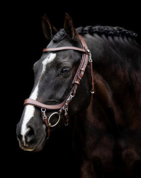 Presteq - Hoofdstel FaySport Bruin