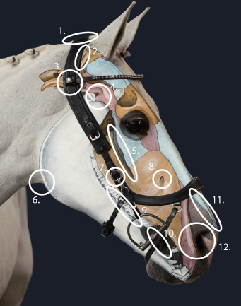 Presteq - Hoofdstel FaySport Glitter Bruin