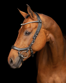 Presteq - Hoofdstel FaySport Zwart