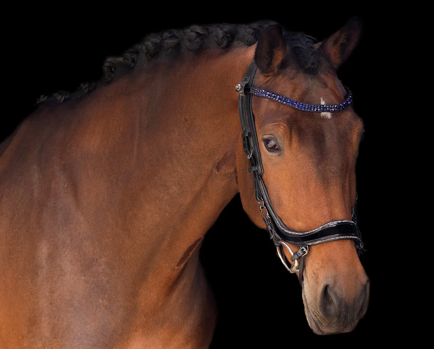 PresTeq - Frontriem StarGlow