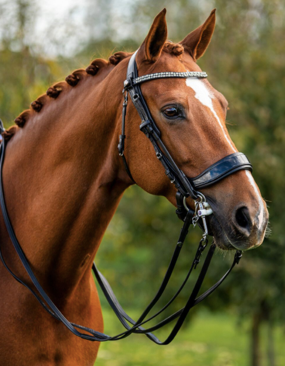 Presteq - Hoofdstel Stang&Trens Zwart