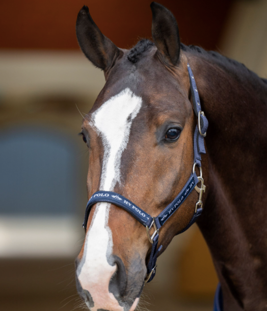 HV Polo - Halster Nena