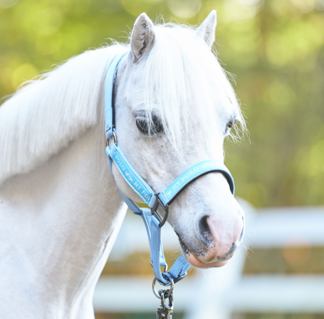 HV Polo - Halster Nena Powder Blue